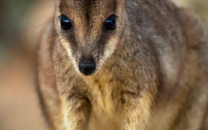 A Magnetic Island rock wallaby on the granite