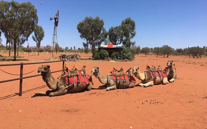Camels saddled up at the camel farm
