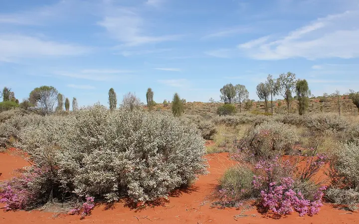 Wildflowers on the red sand around Yulara