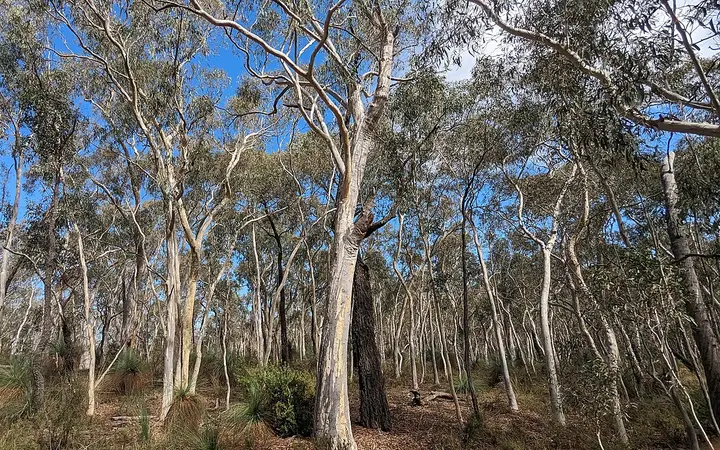 Scribbly gum woodland in Livingstone National Park