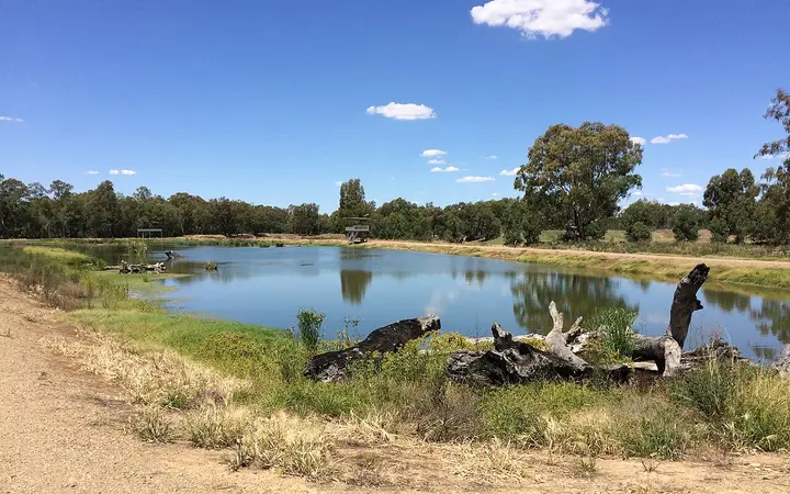 A pond and viewing platform at Marrambidya Wetland
