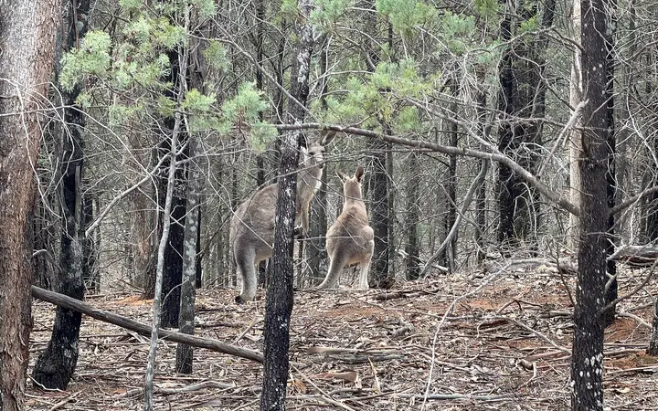 Kangaroos in Pomingalarna Reserve