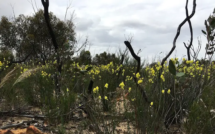 Wildflowers in the Little Desert