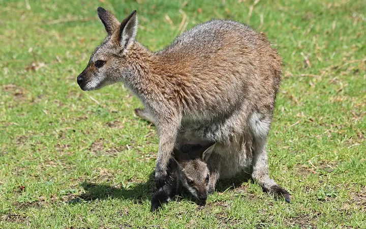 A wallaby and joey at Symbio Wildlife Park