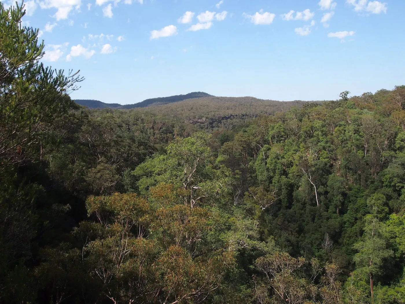 Piles Creek Lookout