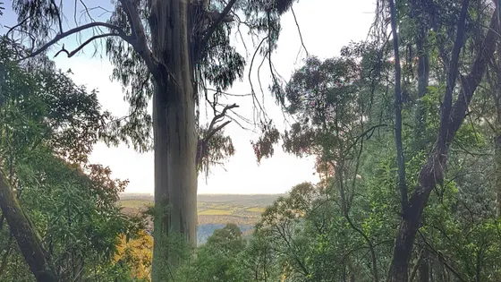 1000 Steps (Kokoda Track Memorial Walk)