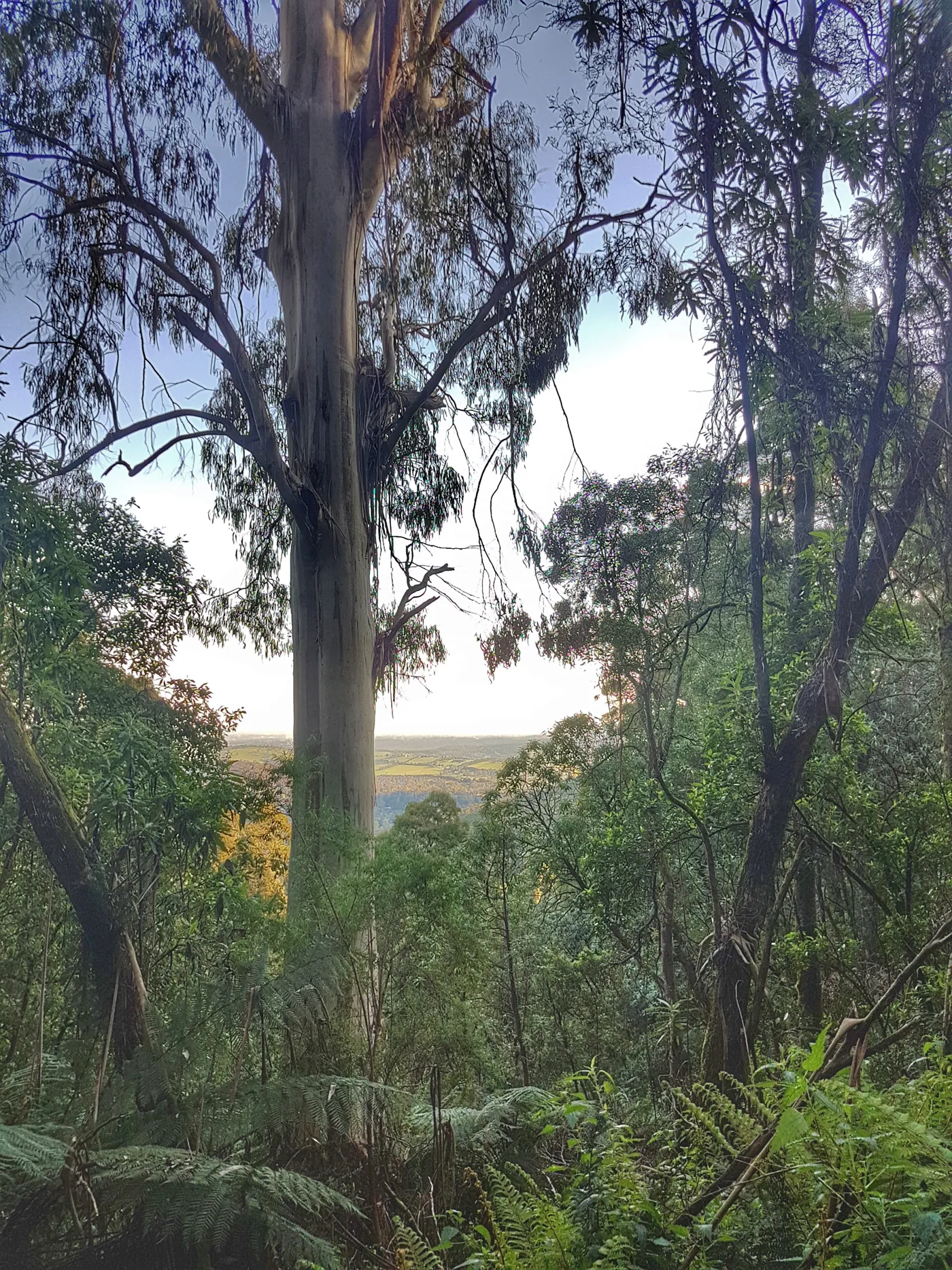 1000 Steps (Kokoda Track Memorial Walk)