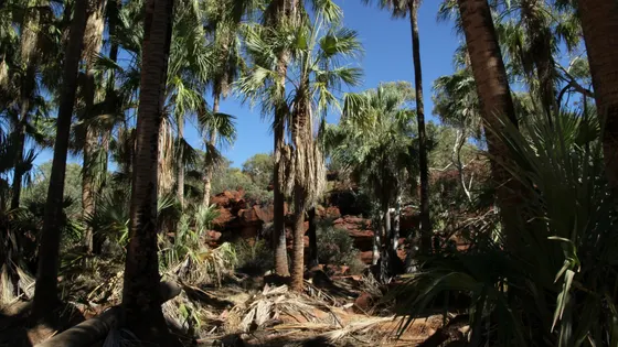 Arankaia Walk, Palm Valley