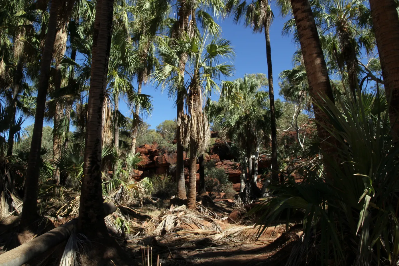 Arankaia Walk, Palm Valley
