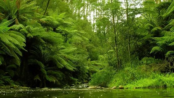 Badger Weir