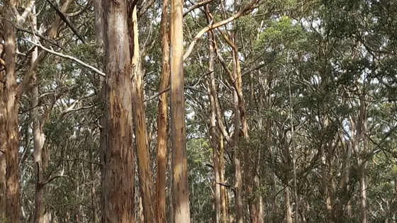 Boranup Karri Forest