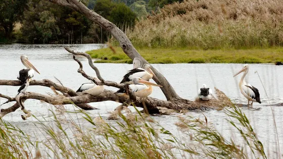 Braeside Park