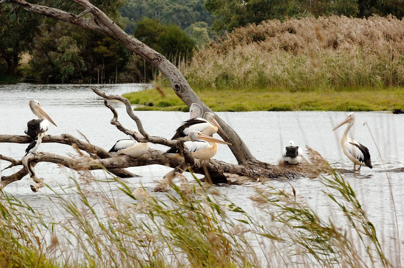 Braeside Park