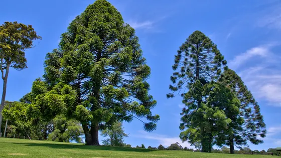 Bunya Bunya loop