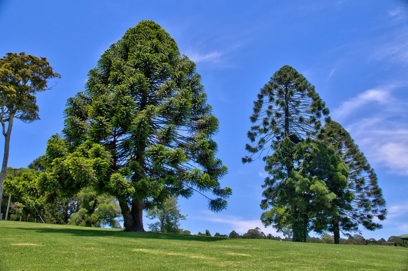 Bunya Bunya loop