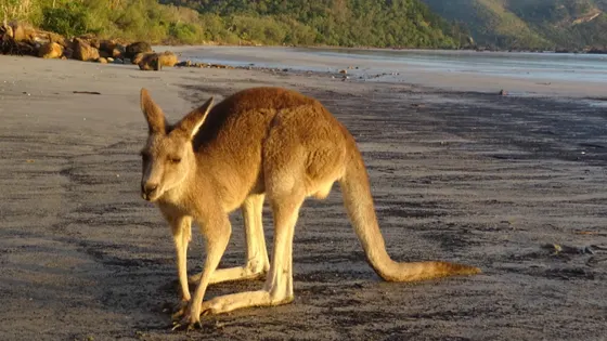Cape Hillsborough Beach
