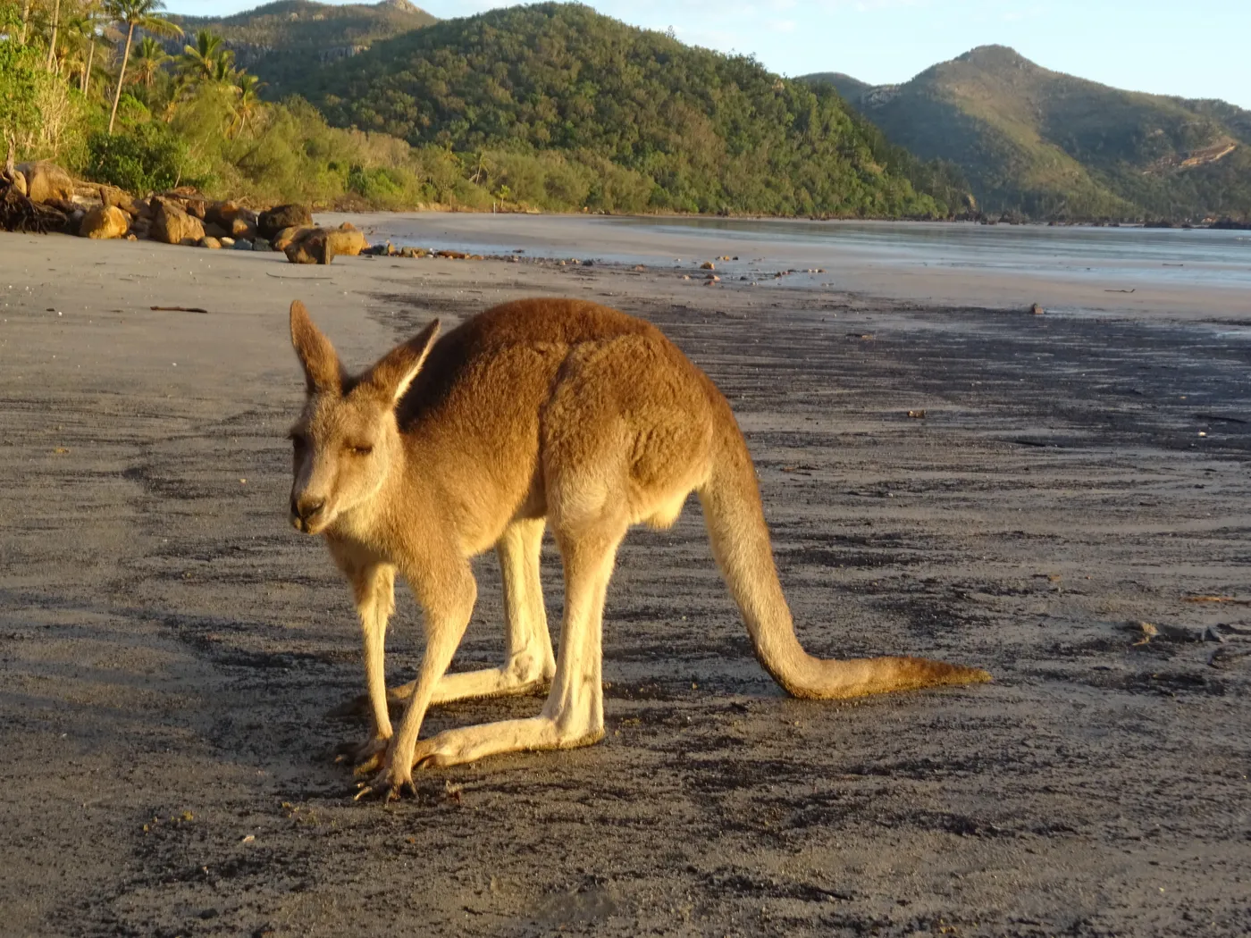 Cape Hillsborough Beach