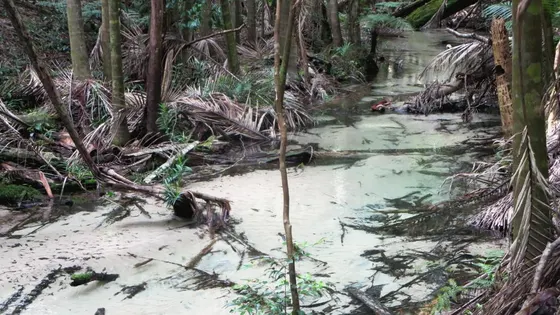Central Station and Wanggoolba Creek boardwalk
