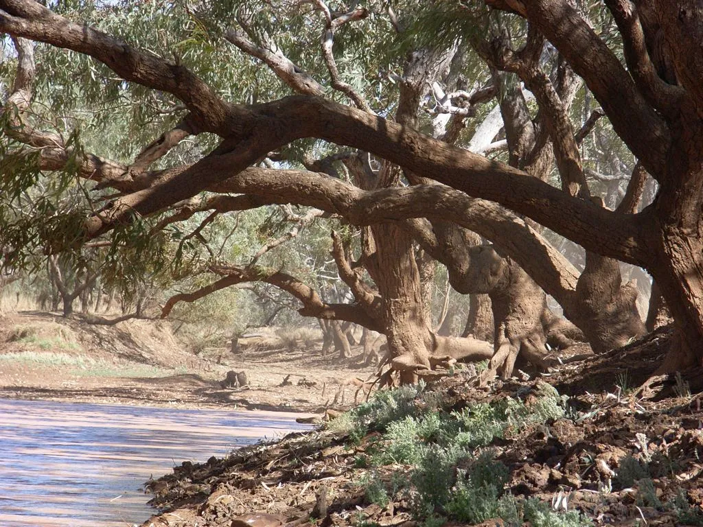 Combo Waterhole