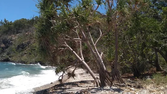 Coral Beach
