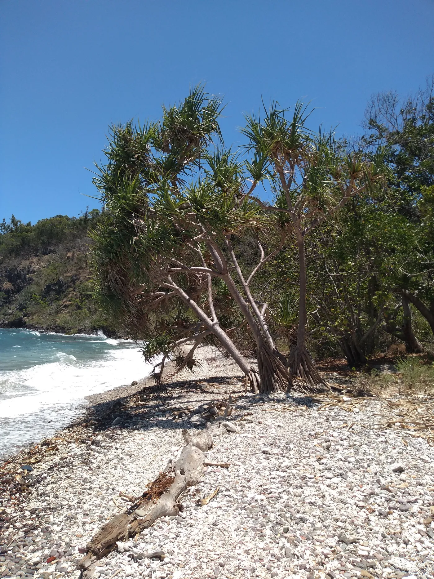 Coral Beach