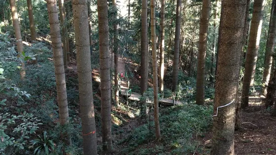 Cumberland State Forest Forest Walk
