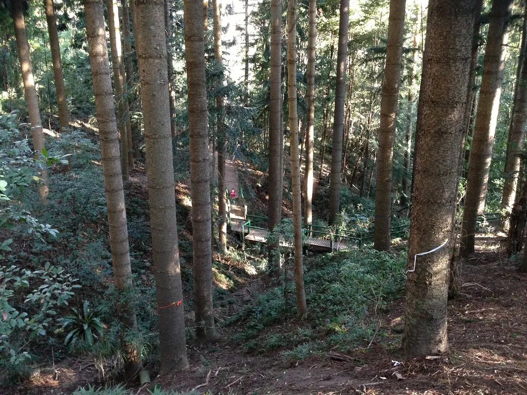 Cumberland State Forest Forest Walk