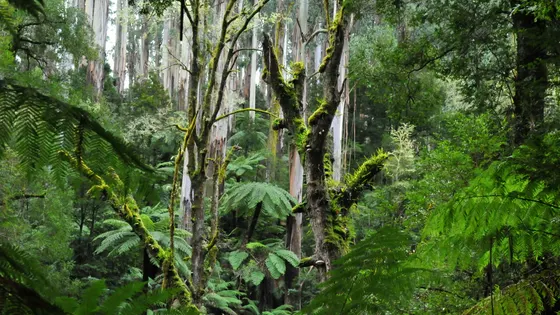 Cyathea Falls