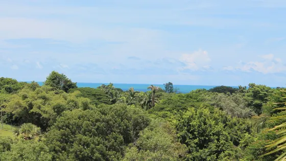 Cycad Garden Lookout