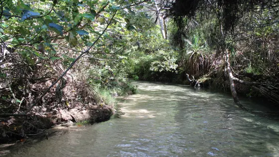 Eli Creek