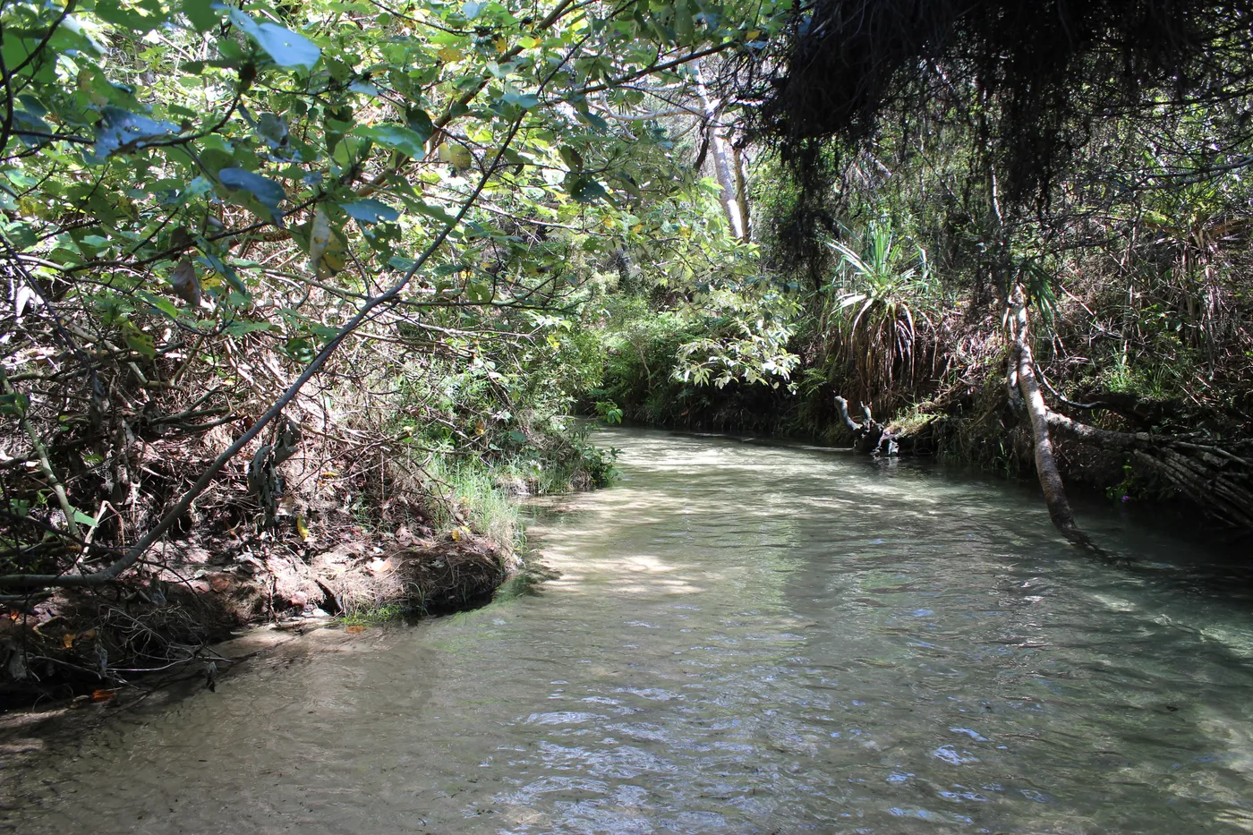 Eli Creek