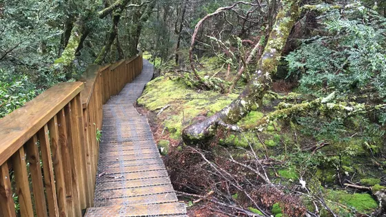 Enchanted Walk