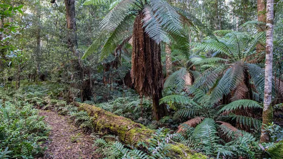 Errinundra Saddle Rainforest Walk