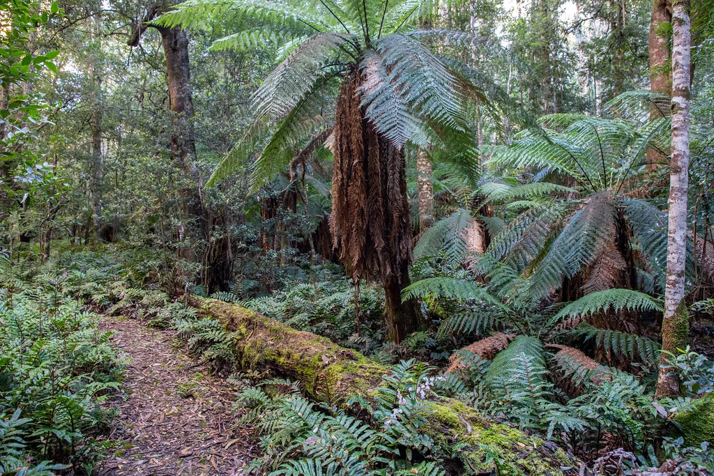 Errinundra Saddle Rainforest Walk