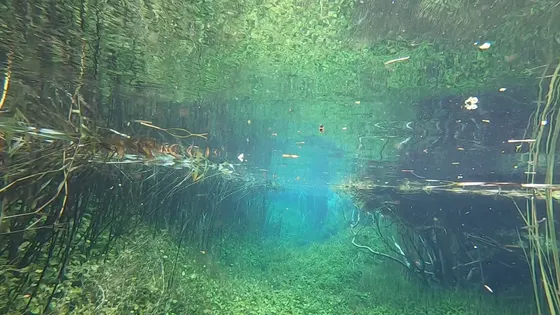 Ewens Ponds