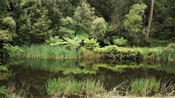 Fern Glade