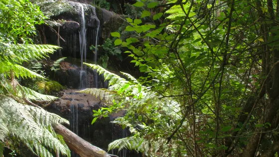 Fern Tree Falls