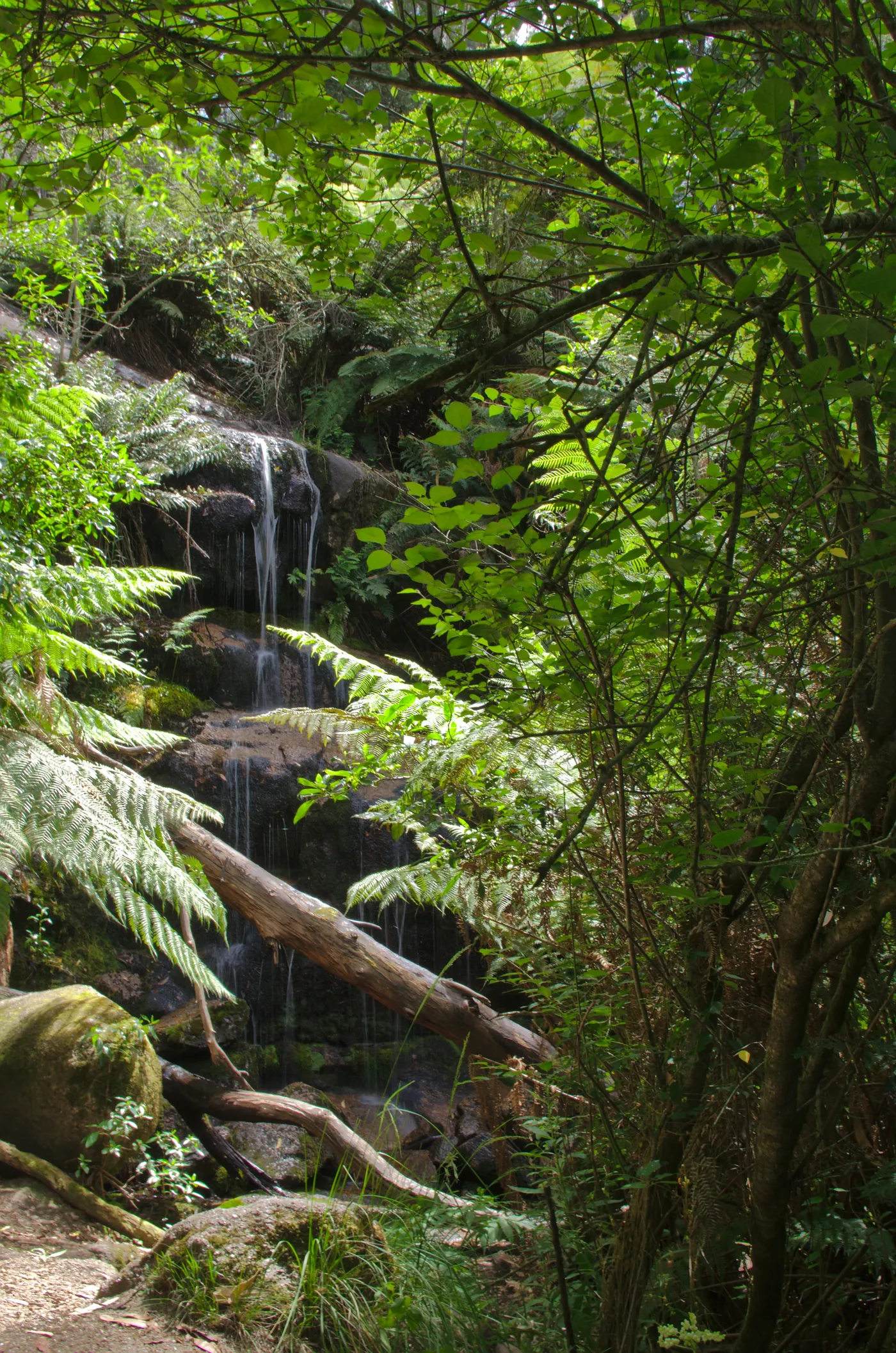 Fern Tree Falls