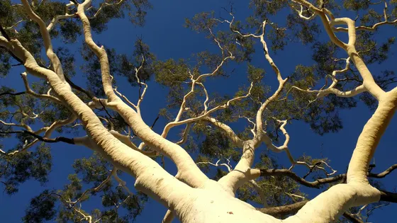 Ghost Gum