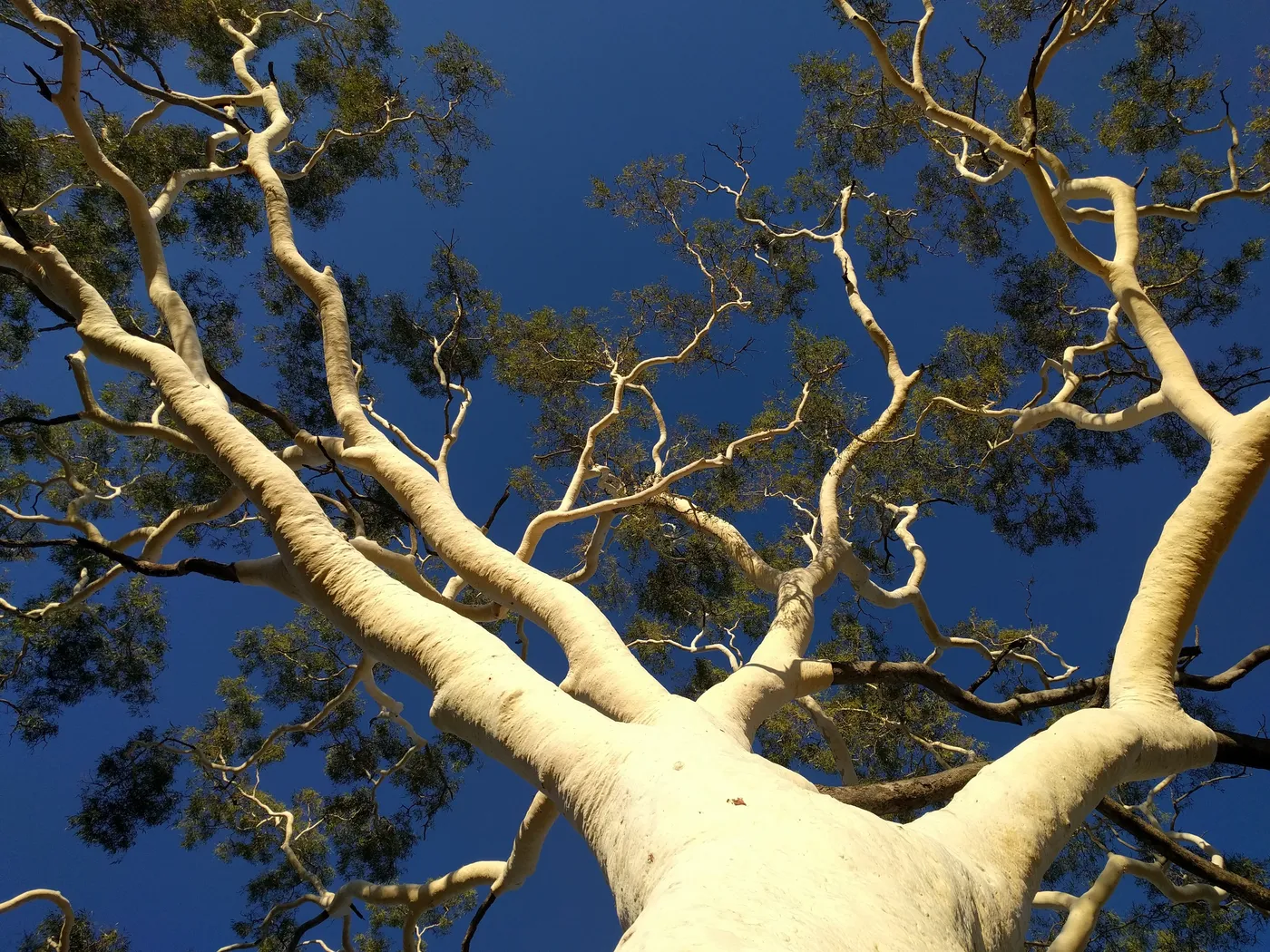 Ghost Gum