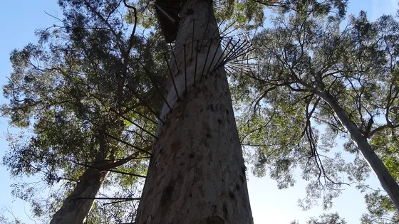 Gloucester Tree