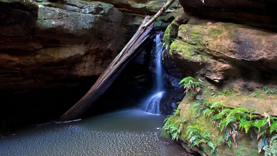 Glow Worm Glen