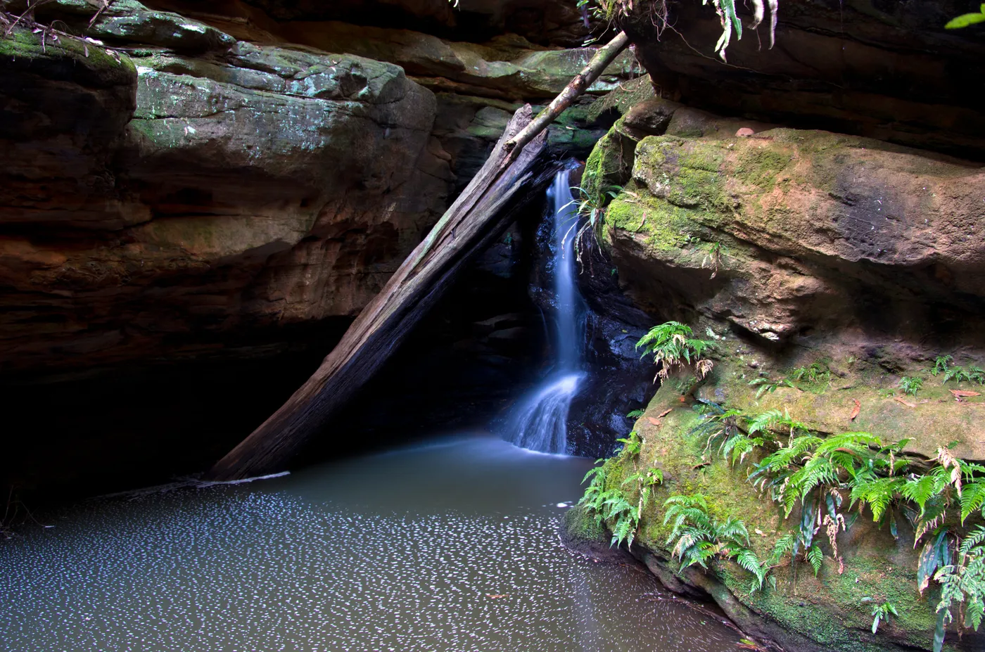 Glow Worm Glen