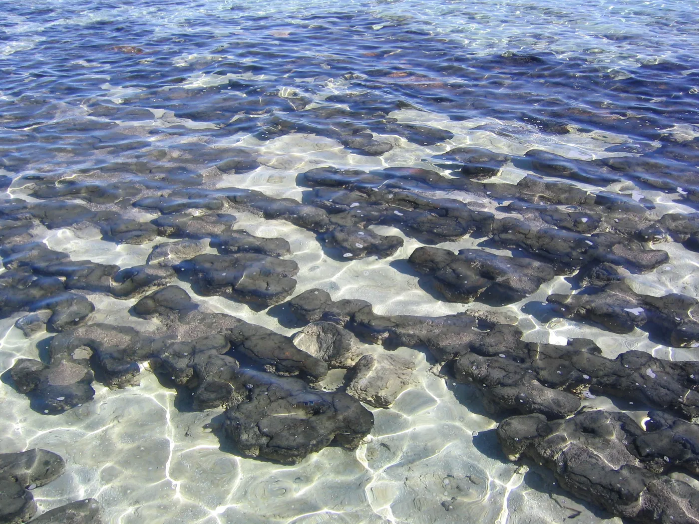 Hamelin Pool Stromatolites