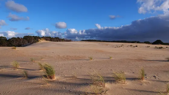 Henty Dunes