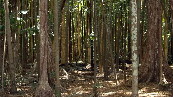 Holmes Jungle Walk