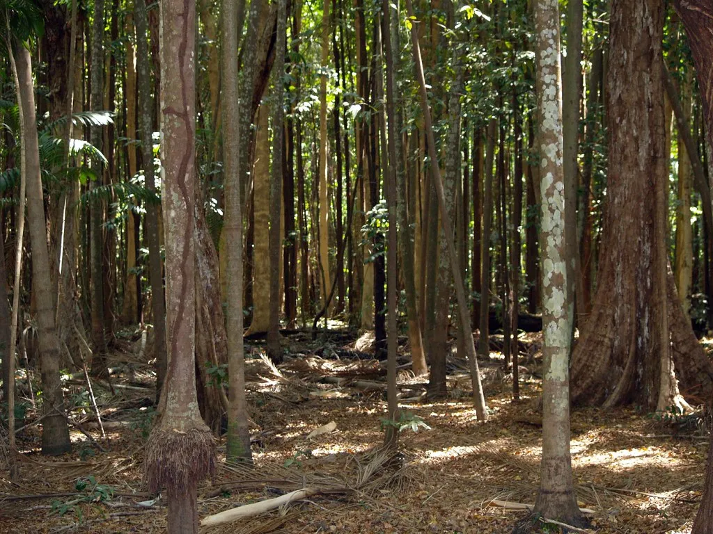 Holmes Jungle Walk