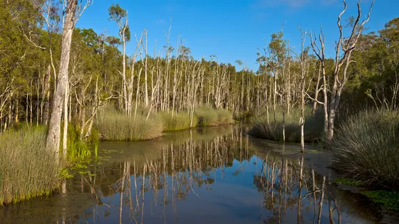 Karawatha Forest