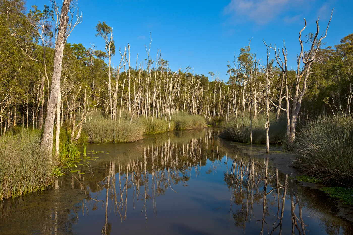 Karawatha Forest