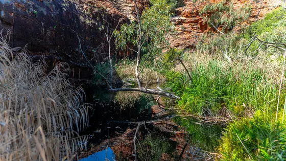 Kathleen Springs Walk